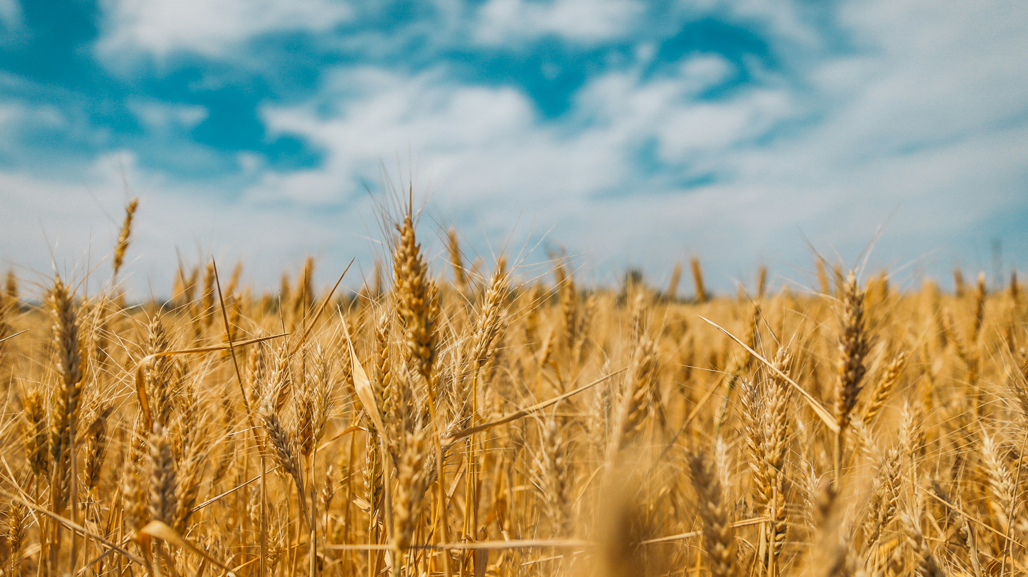 A detailed view of a vibrant wheat field, showcasing the texture and colour of the crops.