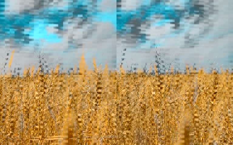 A detailed view of a vibrant wheat field, showcasing the texture and colour of the crops.