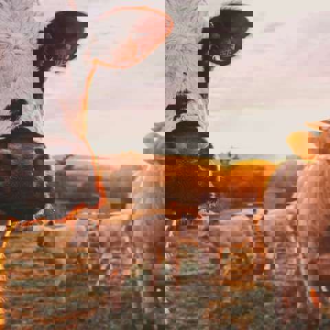 Stijn Te Strake Udhpcfimq9y Unsplash