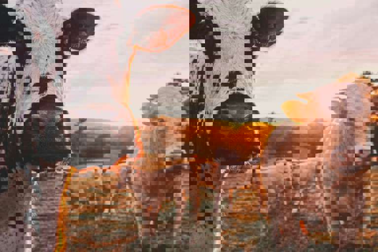 Stijn Te Strake Udhpcfimq9y Unsplash