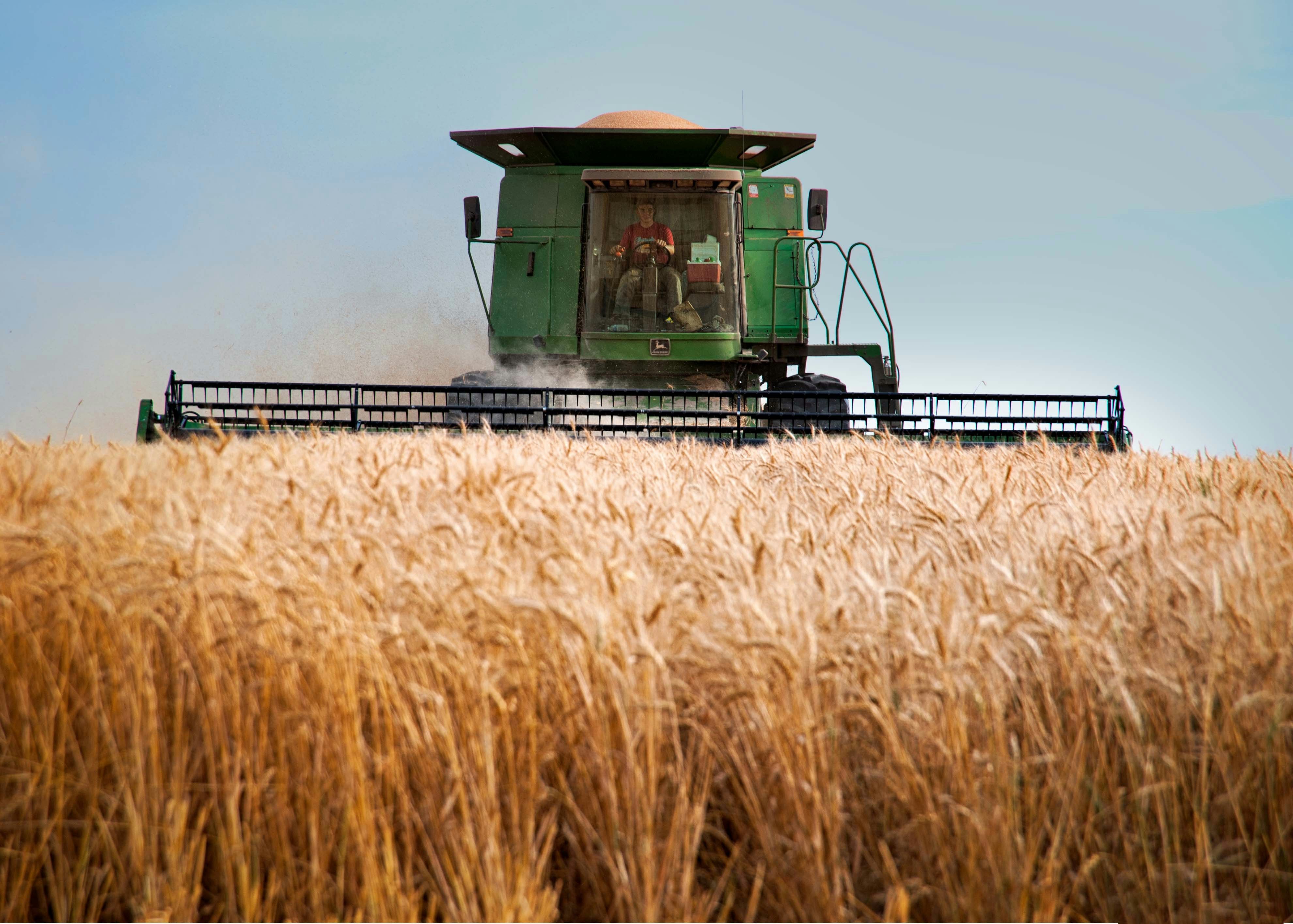 Green combine harvester cutting a field of wheat under a bright blue sky.